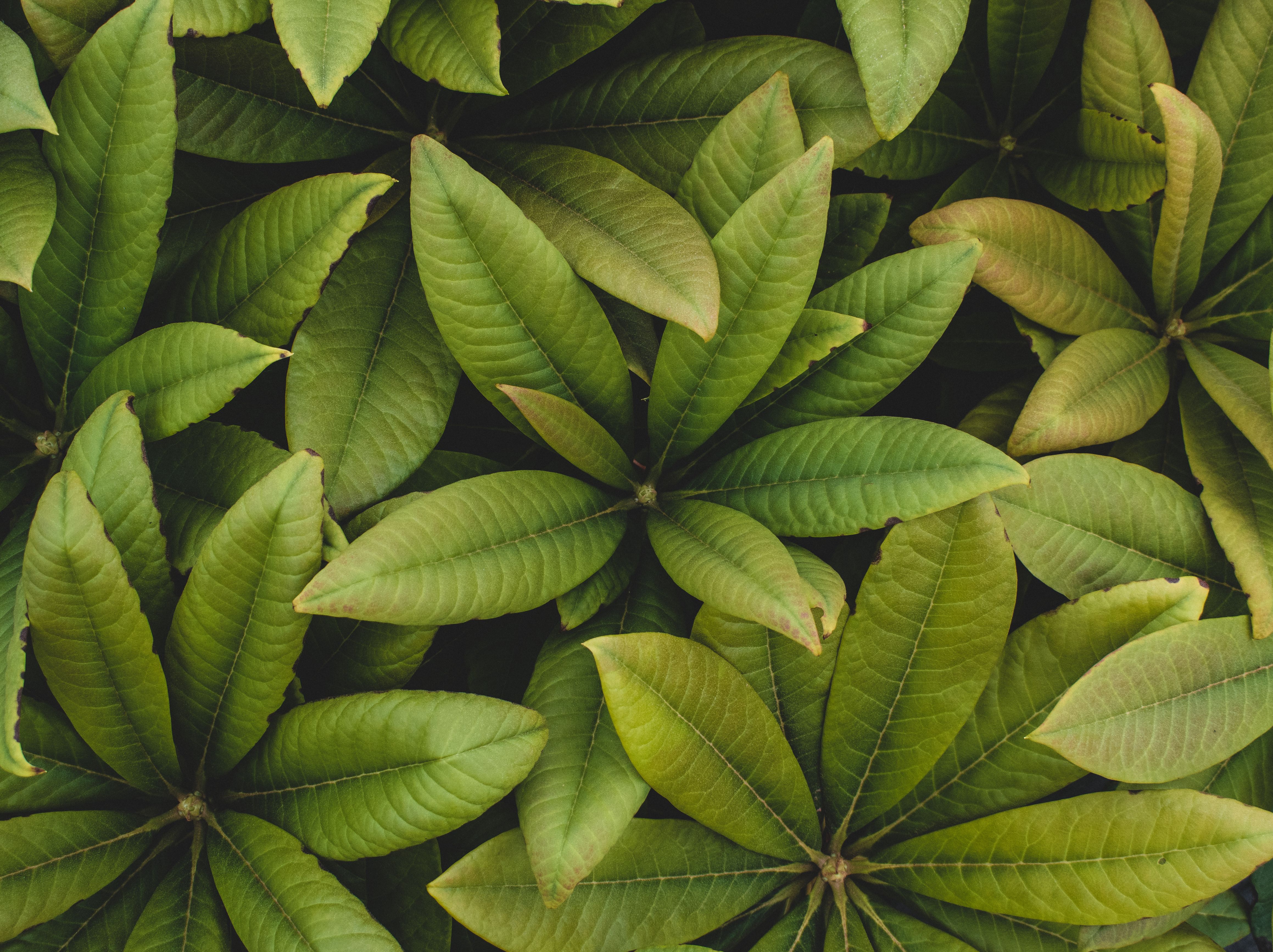 Garcinia Extract