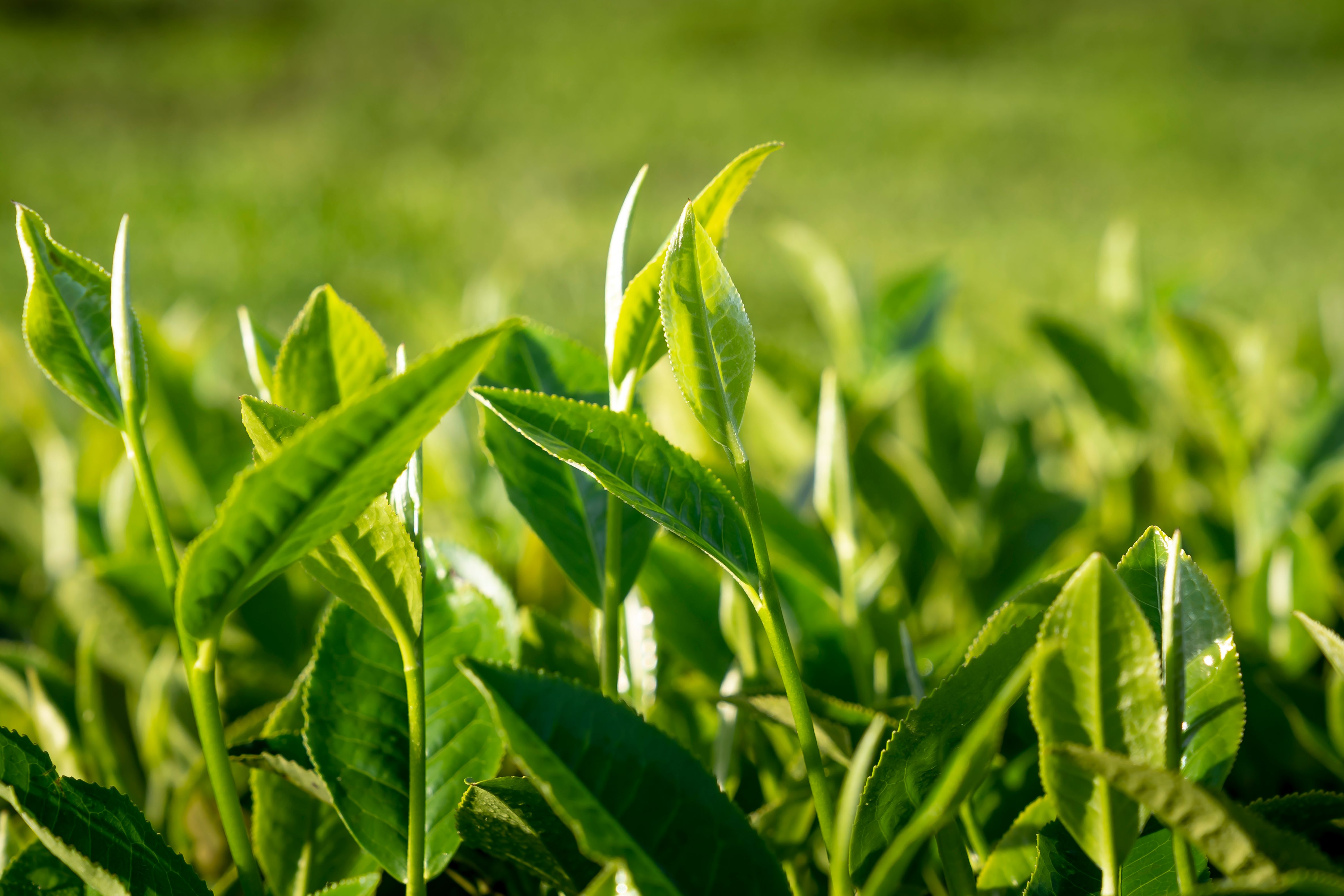 Green Tea Extract
